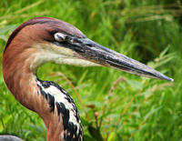 Image of: Ardea goliath (goliath heron)