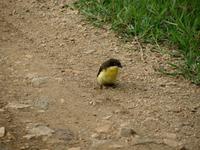 Image of: Indicator indicator (greater honeyguide)
