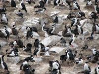 Image of: Phalacrocorax atriceps (imperial shag)