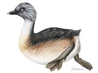 Image of: Poliocephalus poliocephalus (hoary-headed grebe)