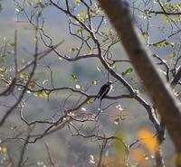 Image of: Prionops plumatus (white helmet-shrike)