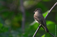 Image of: Sayornis phoebe (eastern phoebe)