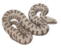 Image of: Macrovipera lebetina (blunt-nosed viper)