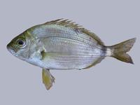 Diplodus annularis - Annular Bream