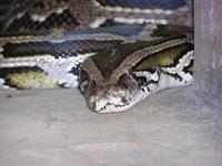 Python molurus bivittatus - Burmese Rock Python
