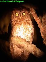 Elegant Scops Owl - Otus elegans