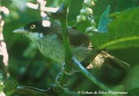 Dark-fronted Babbler - Rhopocichla atriceps