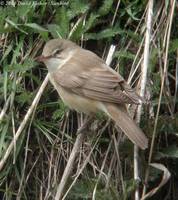 Great Reed Warbler - Acrocephalus arundinaceus