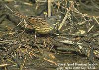 Black-faced Bunting - Emberiza spodocephala