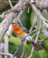 Broad-billed Monarch - Myiagra ruficollis