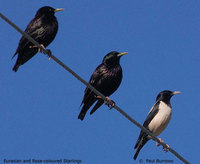 Common Starling - Sturnus vulgaris