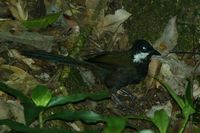 Eastern Whipbird