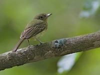Olivaceous Flatbill (Rhynchocyclus olivaceus) photo