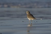 Rufous-chested Dotterel - Charadrius modestus