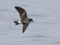 Leach's Storm-Petrel (Oceanodroma leucorhoa) photo