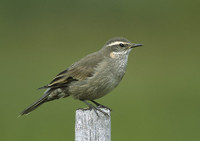 Gray-flanked Cinclodes (Cinclodes oustaleti) photo