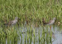 Lesser Yellowlegs - Tringa flavipes