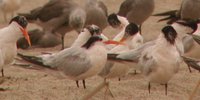 Elegant Tern - Sterna elegans