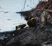 Yellow-collared Lovebird - Agapornis personatus
