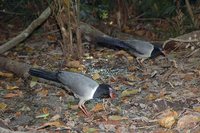 Coral-billed Ground-Cuckoo - Carpococcyx renauldi