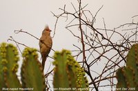 Blue-naped Mousebird - Urocolius macrourus