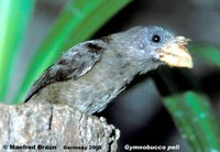 Bristle-nosed Barbet - Gymnobucco peli