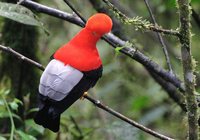 Andean Cock-of-the-Rock - Rupicola peruviana