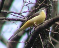 Gray Wagtail - Motacilla cinerea