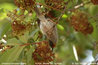 Chestnut-throated Apalis - Apalis porphyrolaema