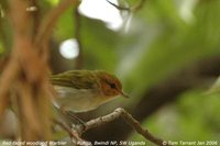 Red-faced Woodland-Warbler - Phylloscopus laetus