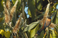 Rufous Sibia - Heterophasia capistrata