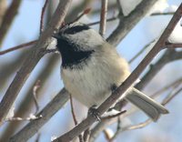 Mountain Chickadee - Poecile gambeli