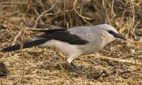 Stresemann's Bush-Crow - Zavattariornis stresemanni