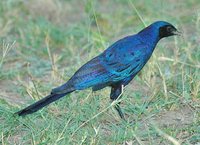 Burchell's Glossy-Starling - Lamprotornis australis