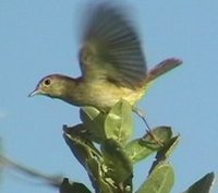 Yellow Warbler - Dendroica petechia