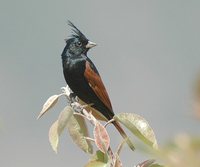 Crested Bunting - Melophus lathami