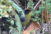 Pale-naped Brush-Finch