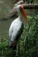 White Stork