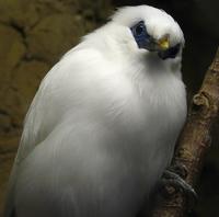Bali Myna - Only a few of these in the world! Flickr