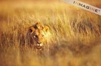 Lion hiding in grass (Panthera leo) photo