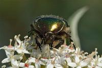 Rose chafer ( Cetonia aurata ) on blossom stock photo