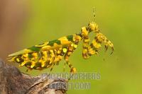 praying mantis stock photo