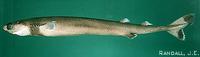 Cookiecutter Shark - Isistius brasiliensis