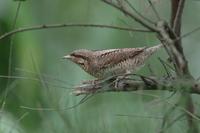 Northern Wryneck Jynx torquilla