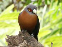 Chestnut-breasted Malkoha