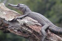 long snouted croc