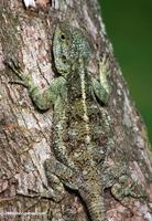 Blue-headed Tree Agama (Acanthocerus atricollis) on a tree trunk