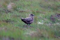 Stercorarius skua