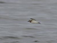 Sanderling (Calidris alba)