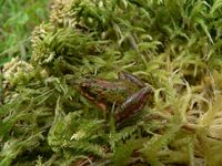 : Acris gryllus; Southern Cricket Frog